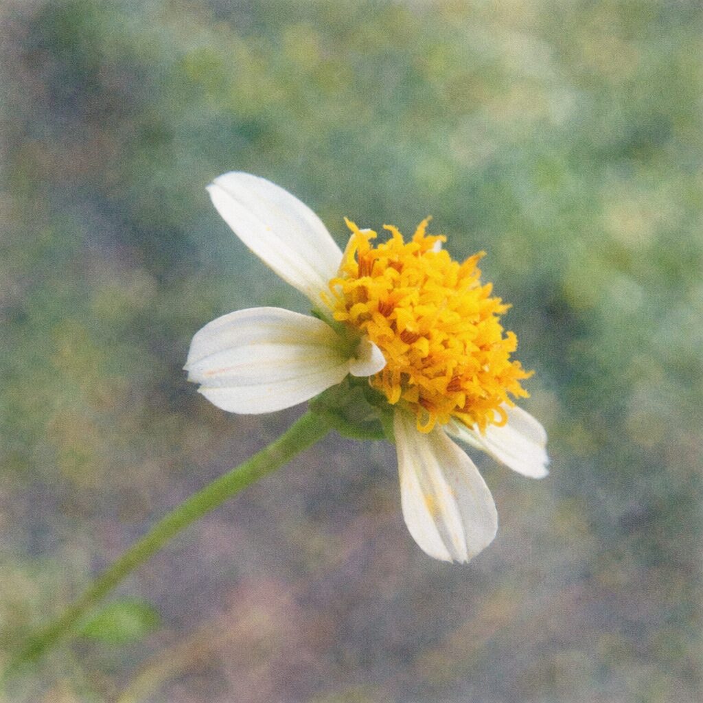 コシロノセンダングサの花を斜め構図で描いた手描き水彩画風イラスト｜白い花びらと黄色の花芯をふんわり優しい滲みで表現した正方形のボタニカルアート