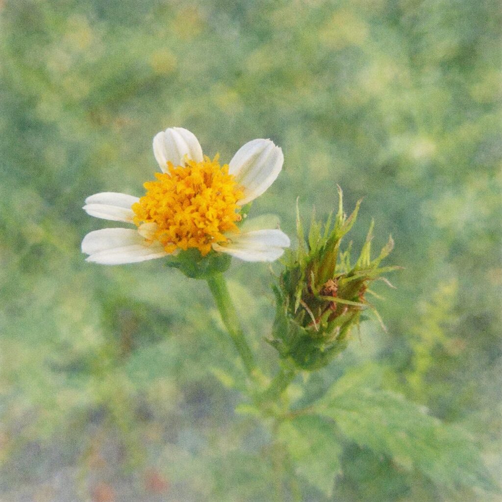 コシロノセンダングサの花とつぼみを描いた手描き水彩画風イラスト｜白い花びらと黄色の花芯、緑のつぼみをふんわり優しい滲みで表現した正方形のボタニカルアート