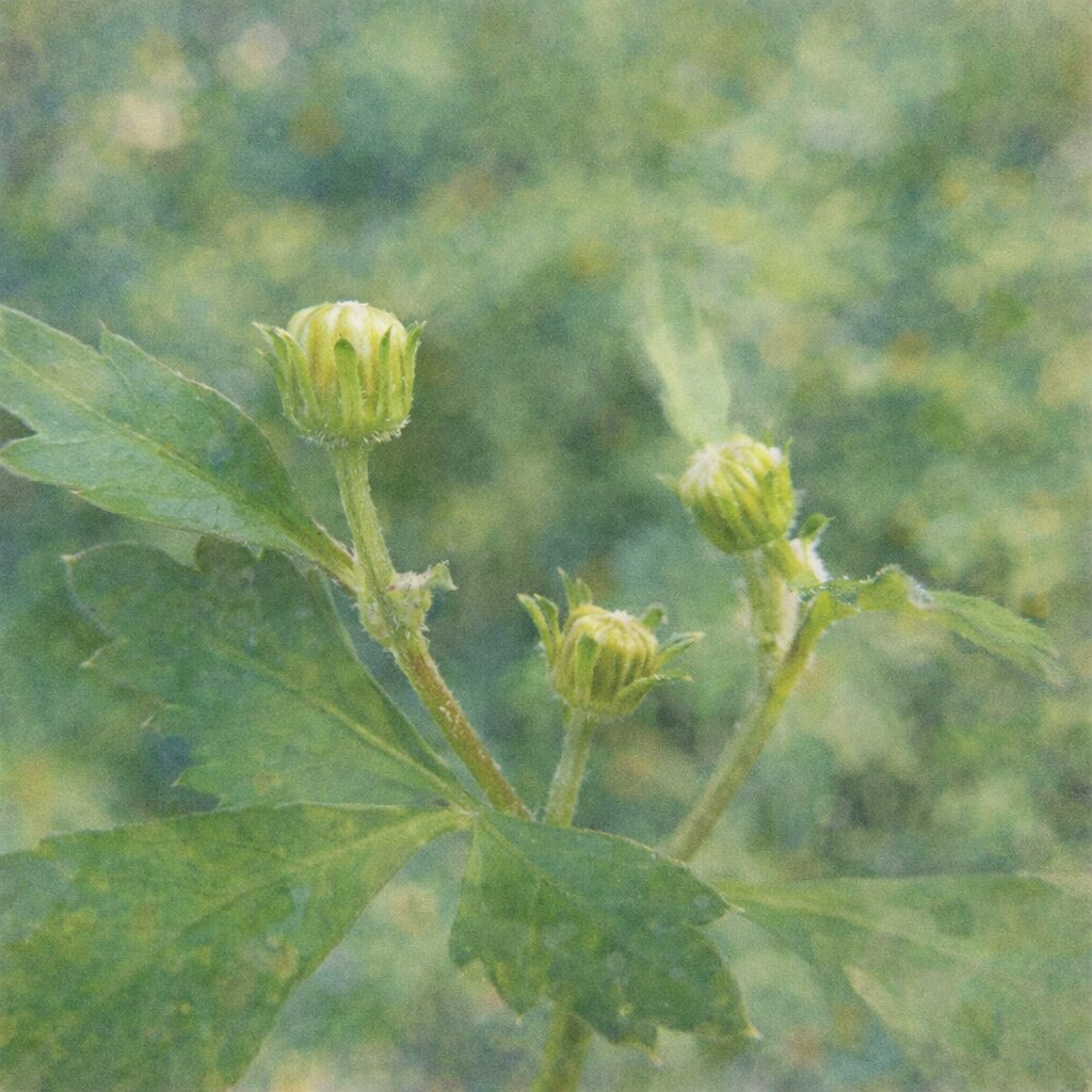 コシロノセンダングサの若いつぼみを描いた手描き水彩画風イラスト｜緑の葉と細い茎、丸みのある花芽をふんわり優しい滲みで表現した正方形のボタニカルアート