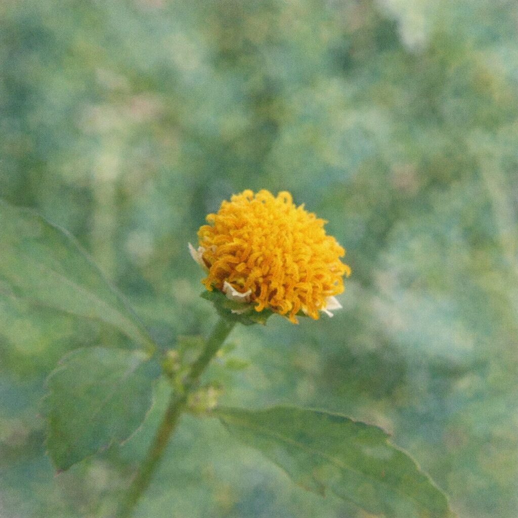 コシロノセンダングサの花を描いた手描き水彩画風イラスト｜黄色い花芯の立体感と緑の茎葉をやさしい滲みで表現した、ふんわり質感の正方形ボタニカルアート