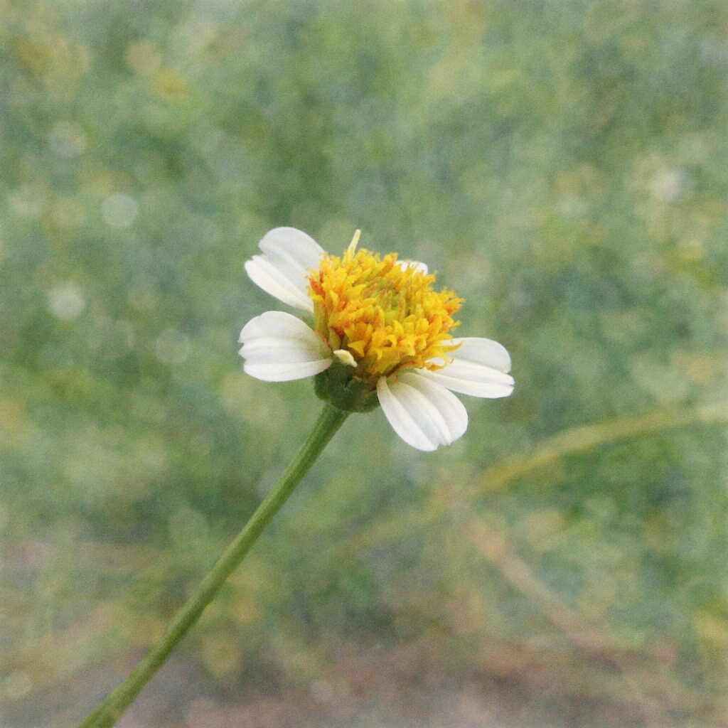 コシロノセンダングサの花を描いた手描き水彩画風イラスト｜白い花弁と黄色い花芯が細い茎にのる姿を、優しい滲みと淡い緑背景で表現したふんわり質感の正方形アート