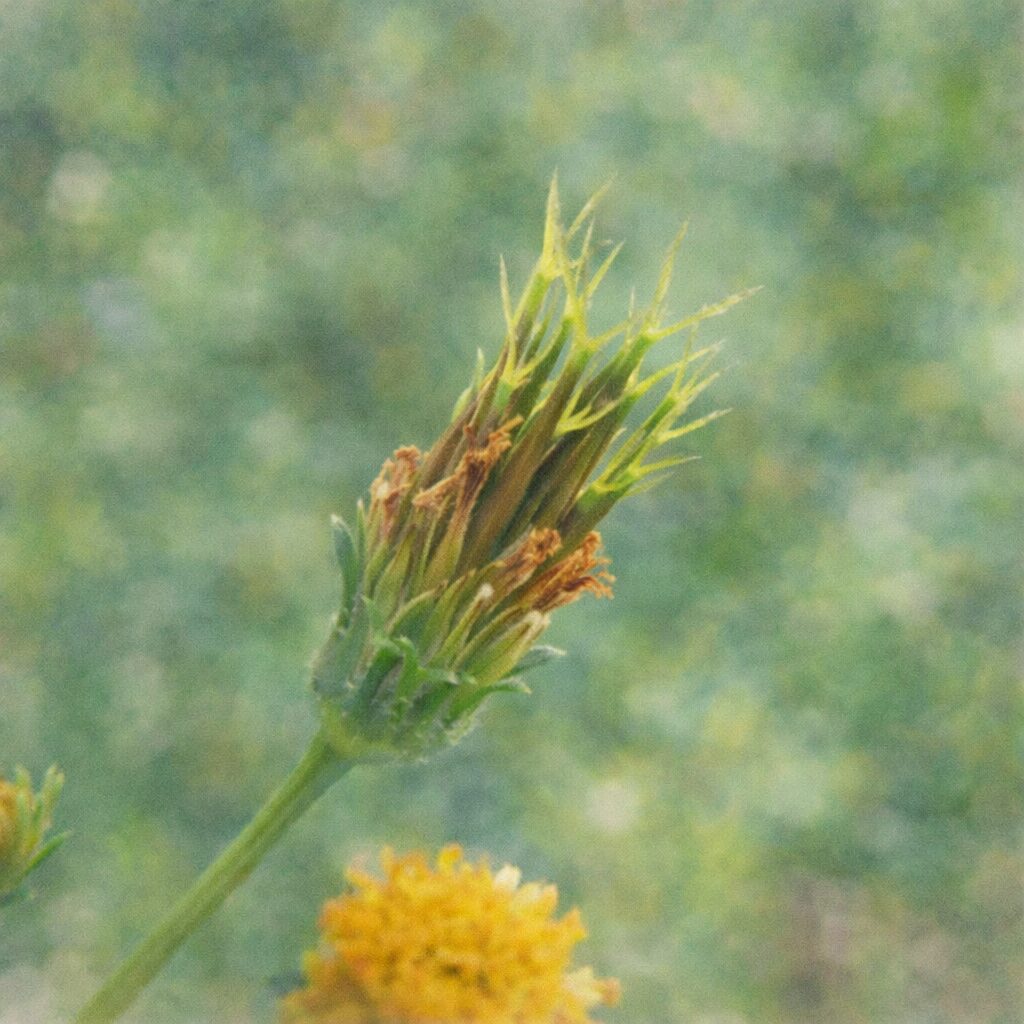 コシロノセンダングサのつぼみと咲き終わった花托を描いた、優しい質感の手描き水彩画風イラスト。細く尖った緑の総苞片と枯色の花の名残を、背景を淡くぼかして正方形構図で表現している。