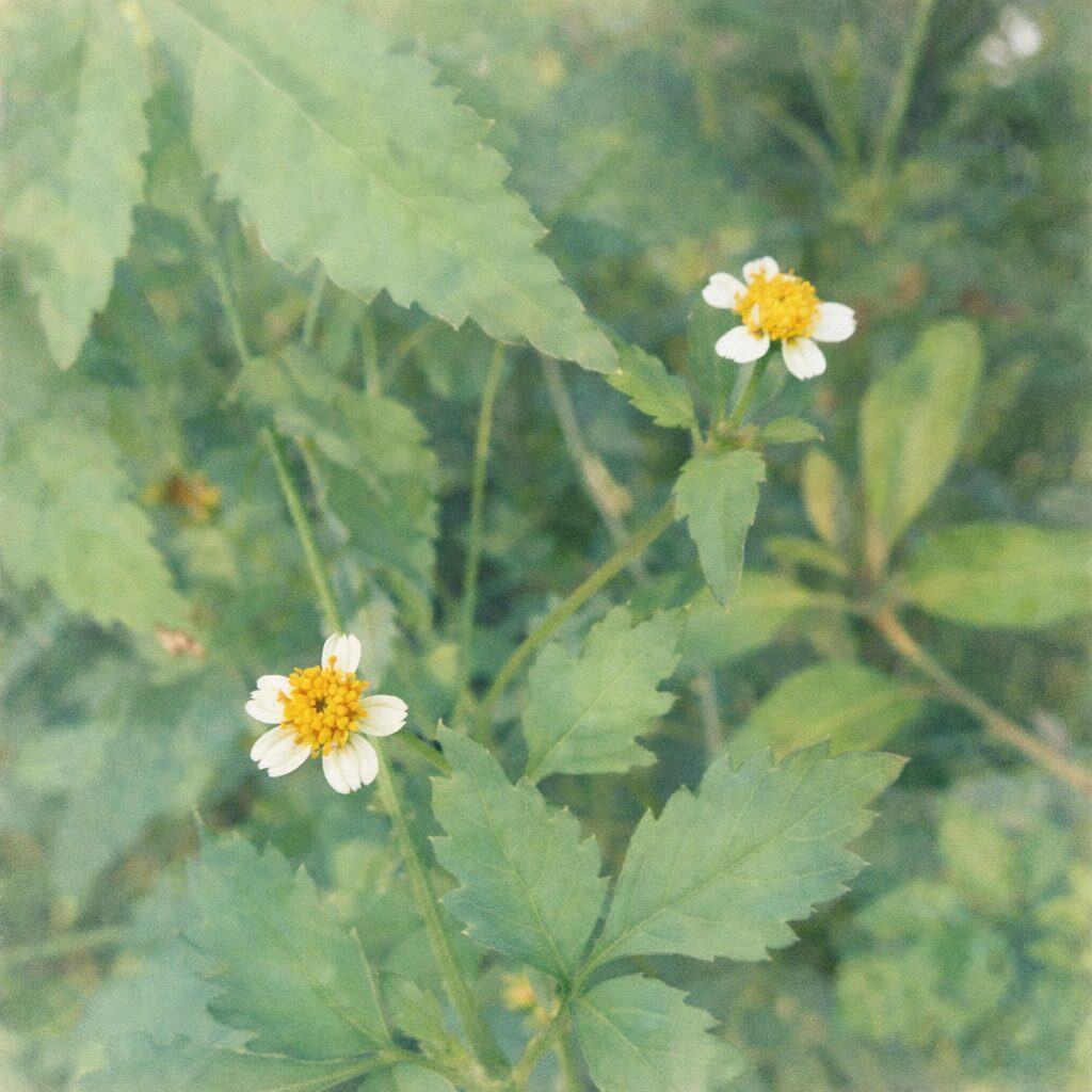 コシロノセンダングサの白い小花と黄色い花芯、鋸歯のある葉を描いた、優しい質感の手描き水彩画風イラスト。草むらに咲く姿を正方形構図で、背景を淡くぼかして絵画的に表現している。
