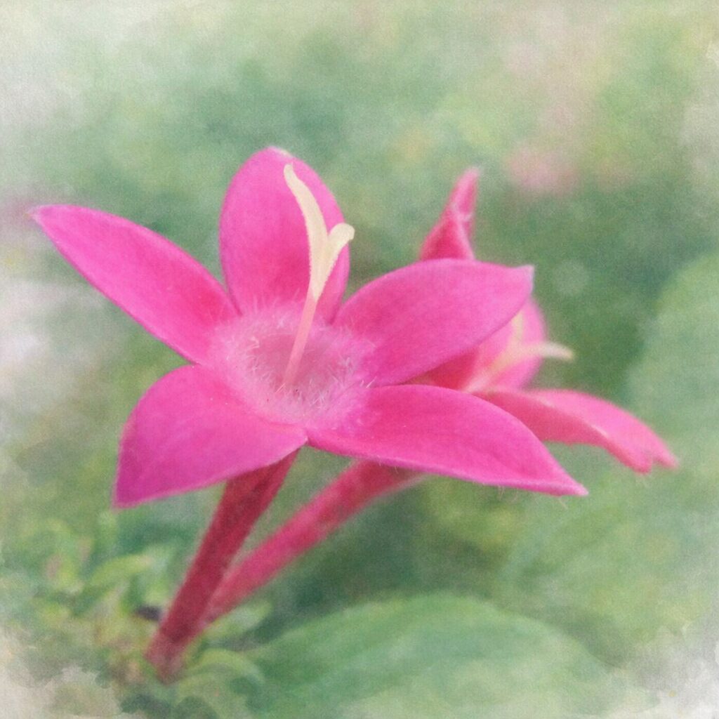 ペンタスのピンク色の星形の花を一輪中心に描いた、やさしいにじみと柔らかな質感が特徴の手描き水彩画風イラスト、淡い緑の背景でふんわり表現された正方形作品