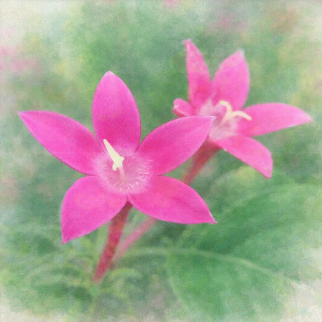 ペンタスのピンク色の星形の花を前後に二輪描いた構図を、やさしいにじみと淡い色調で表現したふんわり手描き水彩画風イラスト、柔らかな緑背景の正方形作品