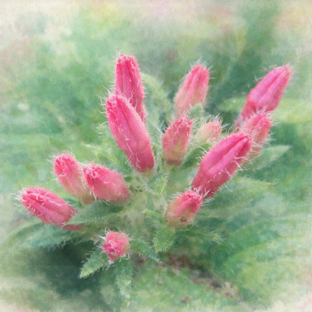 ペンタスのピンク色の花芽が集まる様子を、やさしいにじみと淡い色合いで表現したふんわり手描き水彩画風イラスト、産毛の質感と緑の葉を柔らかく描いた正方形作品