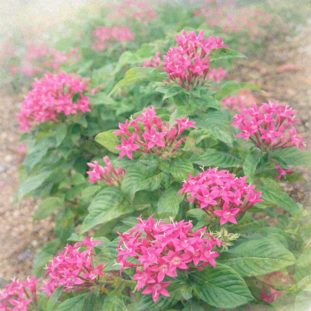 ペンタスのピンク色の星形の花が群生して咲く様子を、やさしいにじみと淡い色調でふんわり描いたプロレベルの手描き水彩画風イラスト、緑の葉と背景が溶け合う正方形作品