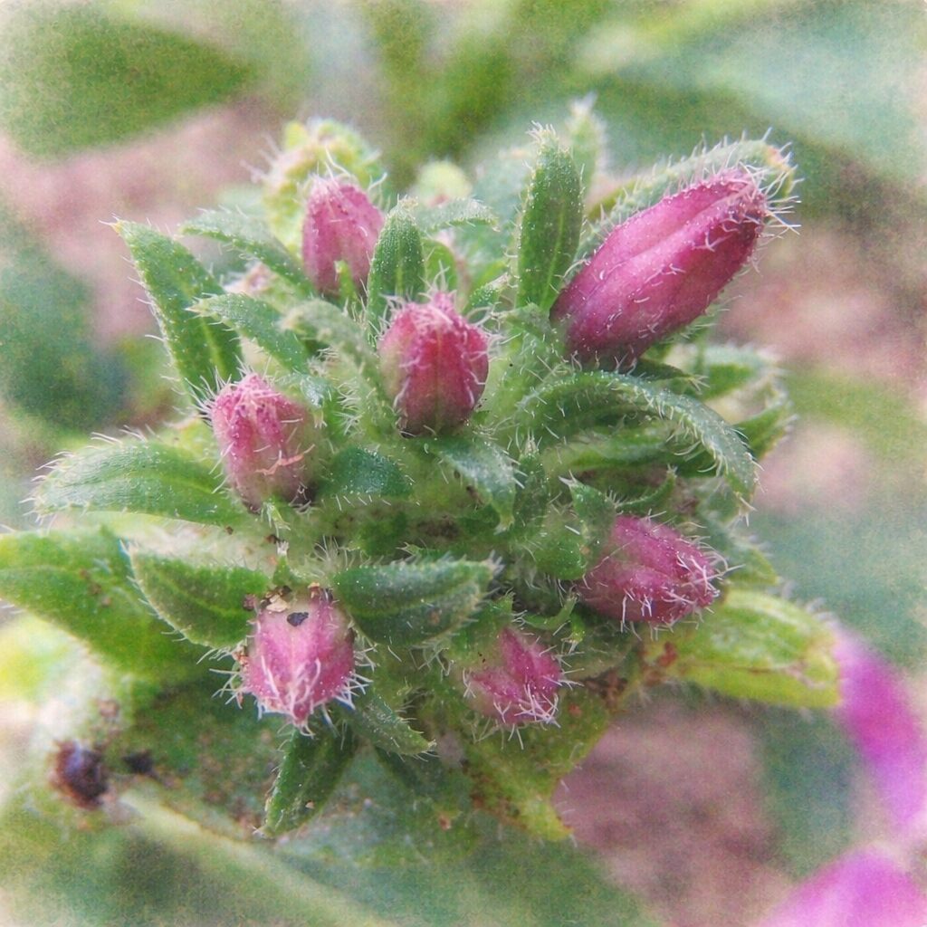 ペンタスのつぼみが集まる状態を、やさしいにじみと淡い色調でふんわり描いた手描き水彩画風イラスト、ピンクの花芽と産毛の質感、緑の葉を柔らかく表現した正方形作品