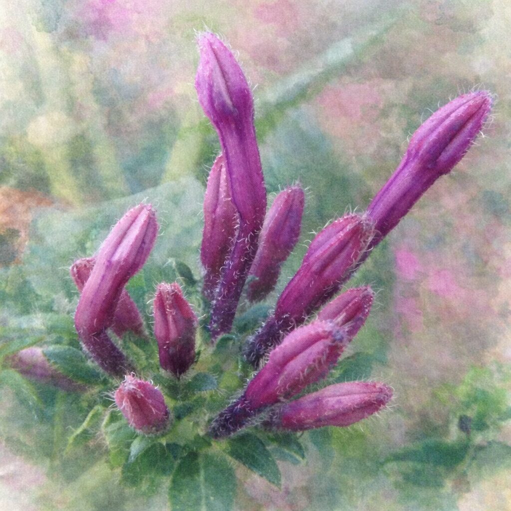 ペンタスの濃いピンク色の花芽が放射状に集まる構図を、やさしいにじみと淡い色合いで表現したプロレベルの手描き水彩画風イラスト、産毛の質感と緑の葉をふんわり描いた正方形作品