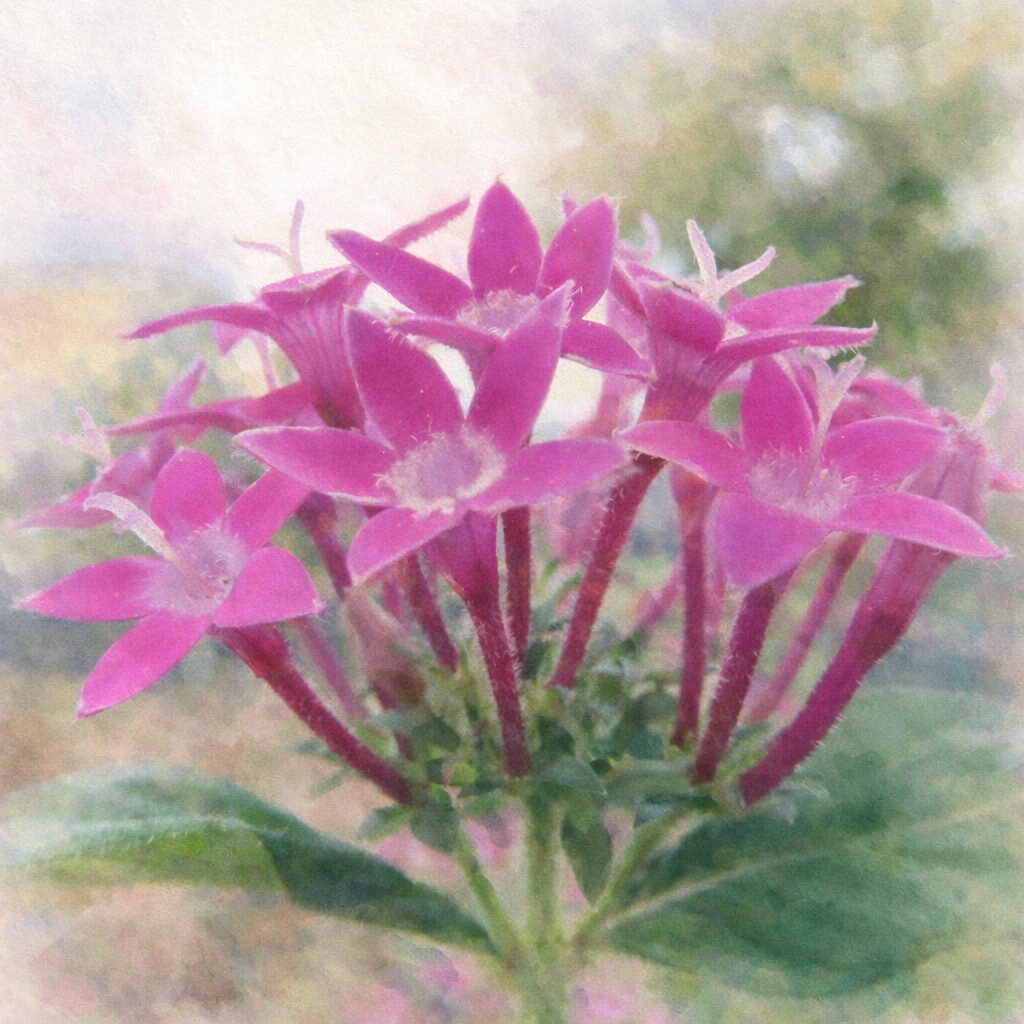ペンタスのピンク色の星形の花が房状に咲く構図を、やさしいにじみと淡い色調でふんわり描いたプロレベルの手描き水彩画風イラスト、背景は空と緑が溶け合う柔らかな正方形作品