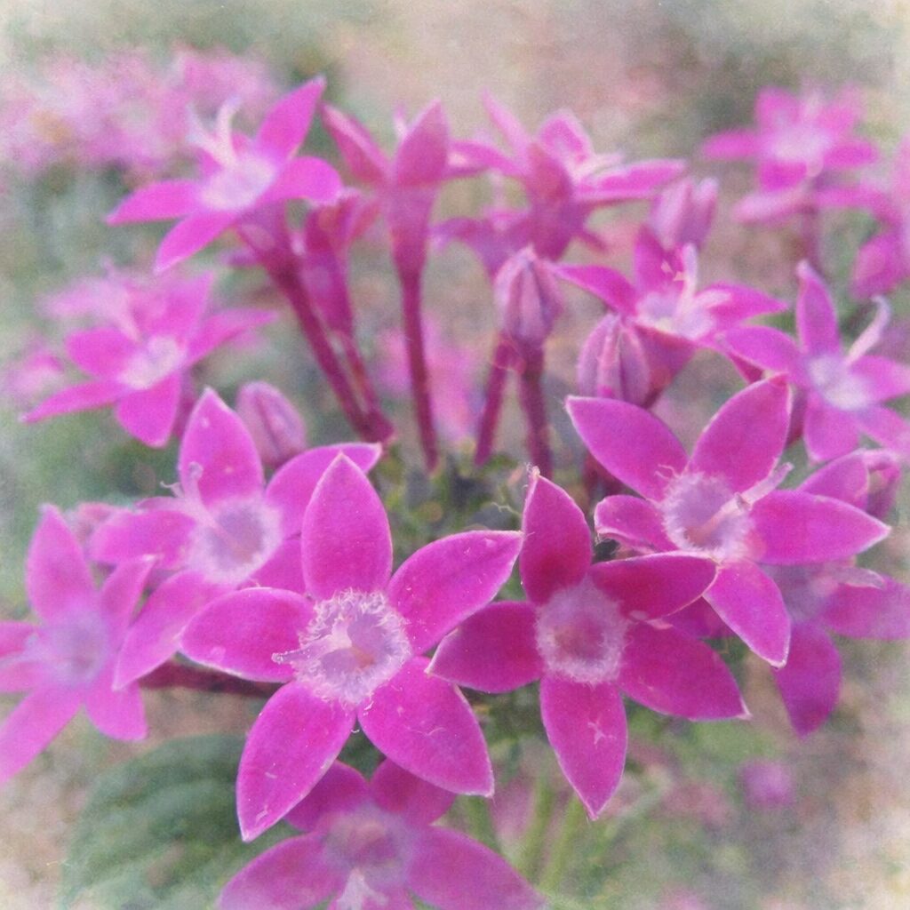 ペンタスのピンク色の星形の花が房状に広がる構図を、にじみや色ムラを生かして描いた手描き水彩画風イラスト、花芯の柔らかさと背景の溶け合う色調が印象的な正方形作品