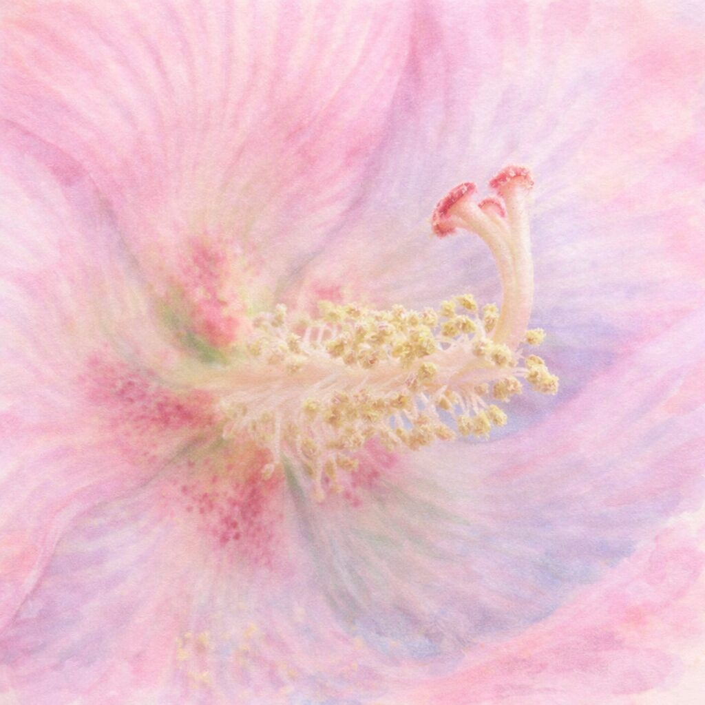 淡いピンクのフヨウの花芯を主役に描いた、ふんわりと優しい手描き水彩画風イラストで、雄しべと雌しべの立体感と花びらの柔らかな色彩が溶け合う絵画的な表現