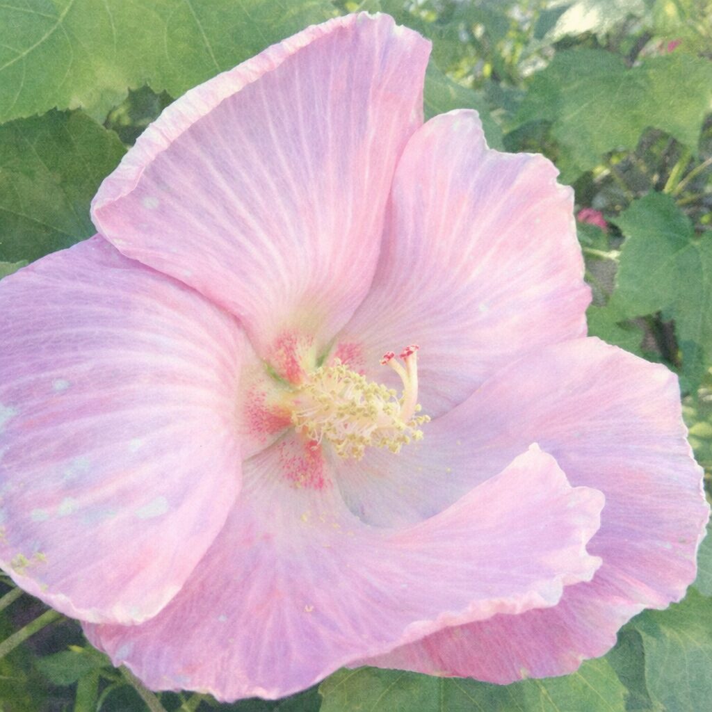 淡いピンクのフヨウの花を写真構図に忠実に描いた正方形の手描き水彩画風イラストで、重なり合う花びらの柔らかな葉脈表現と花芯の雄しべ・雌しべ、背景の緑をふんわりとにじませた絵画的表現