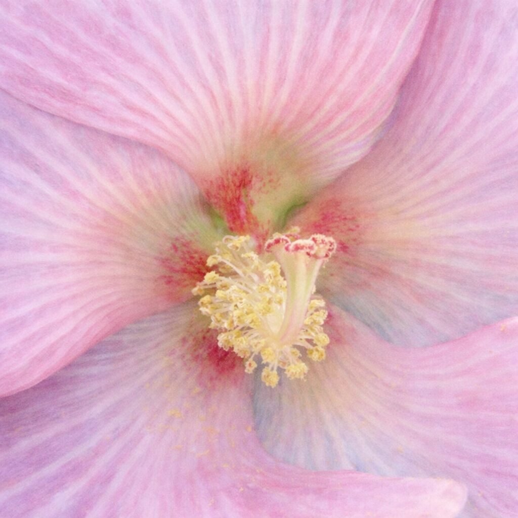 淡いピンクのフヨウの花芯を主役に描いた正方形の手描き水彩画風イラストで、雄しべと雌しべの立体感と、花びらが放射状ににじむよう広がる優しい色彩を絵画的に表現した作品