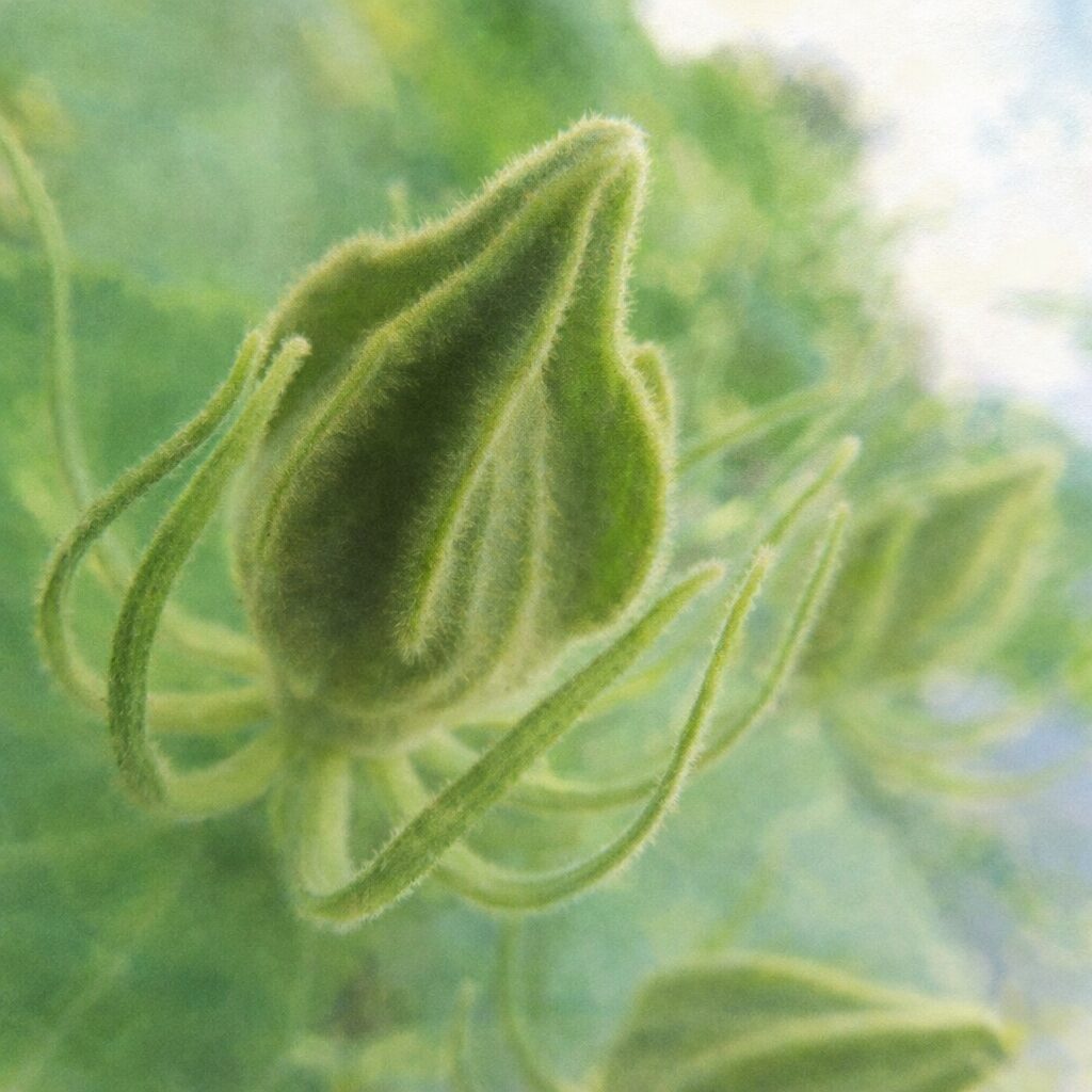 フヨウのつぼみを写真構図に忠実に描いた正方形の手描き水彩画風イラストで、産毛のある花芽の質感と細長い萼片を繊細に表現し、背景の緑をふんわりにじませた絵画的表現