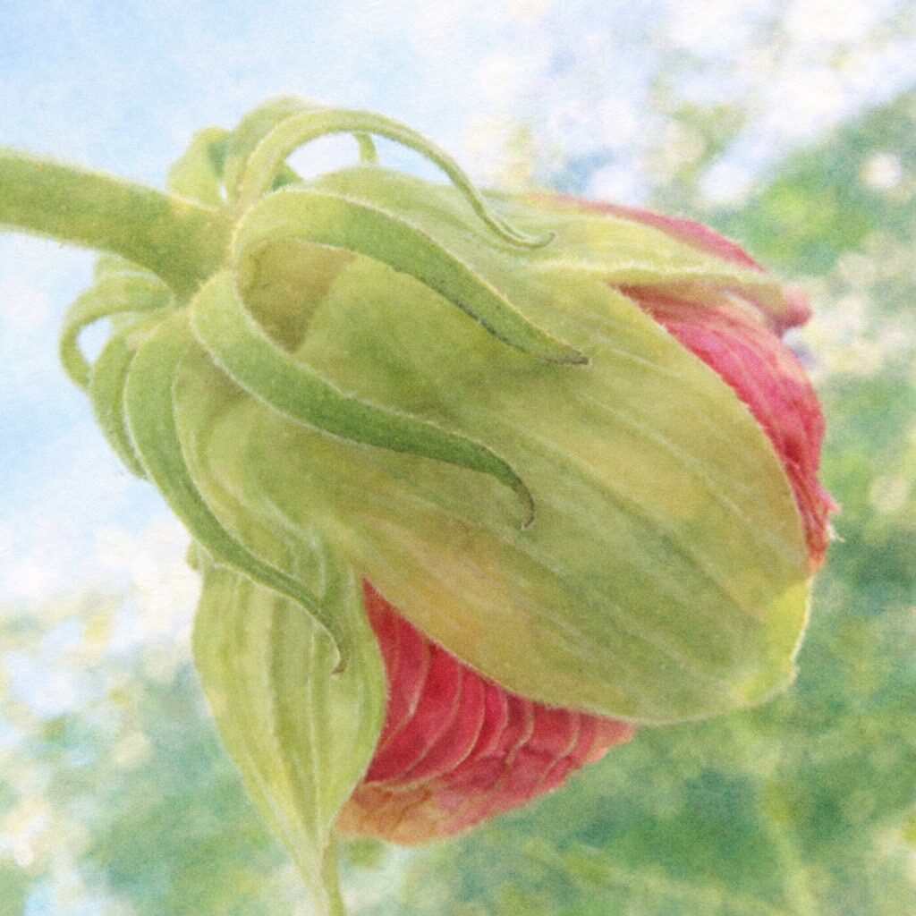 フヨウのつぼみを写真構図に忠実に描いた正方形の手描き水彩画風イラストで、産毛のある緑の萼と曲線的な副萼、内側の赤い花弁を主役に、背景の空と葉をふんわりにじませた絵画的表現