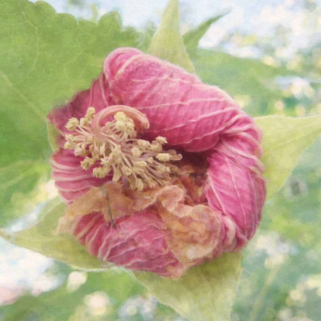 フヨウの開きかけの花を写真構図に忠実に描いた正方形の手描き水彩画風イラストで、しわのあるピンクの花弁と中央に集まる雄しべを主役に、背景の緑をやさしくにじませた絵画的表現