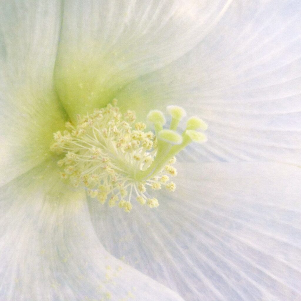 白いフヨウの花芯を写真構図に忠実に描いた正方形の手描き水彩画風イラストで、淡い黄緑の雌しべと周囲に広がる雄しべ、白い花びらの放射状のにじみを優しい質感で表現した絵画的作品