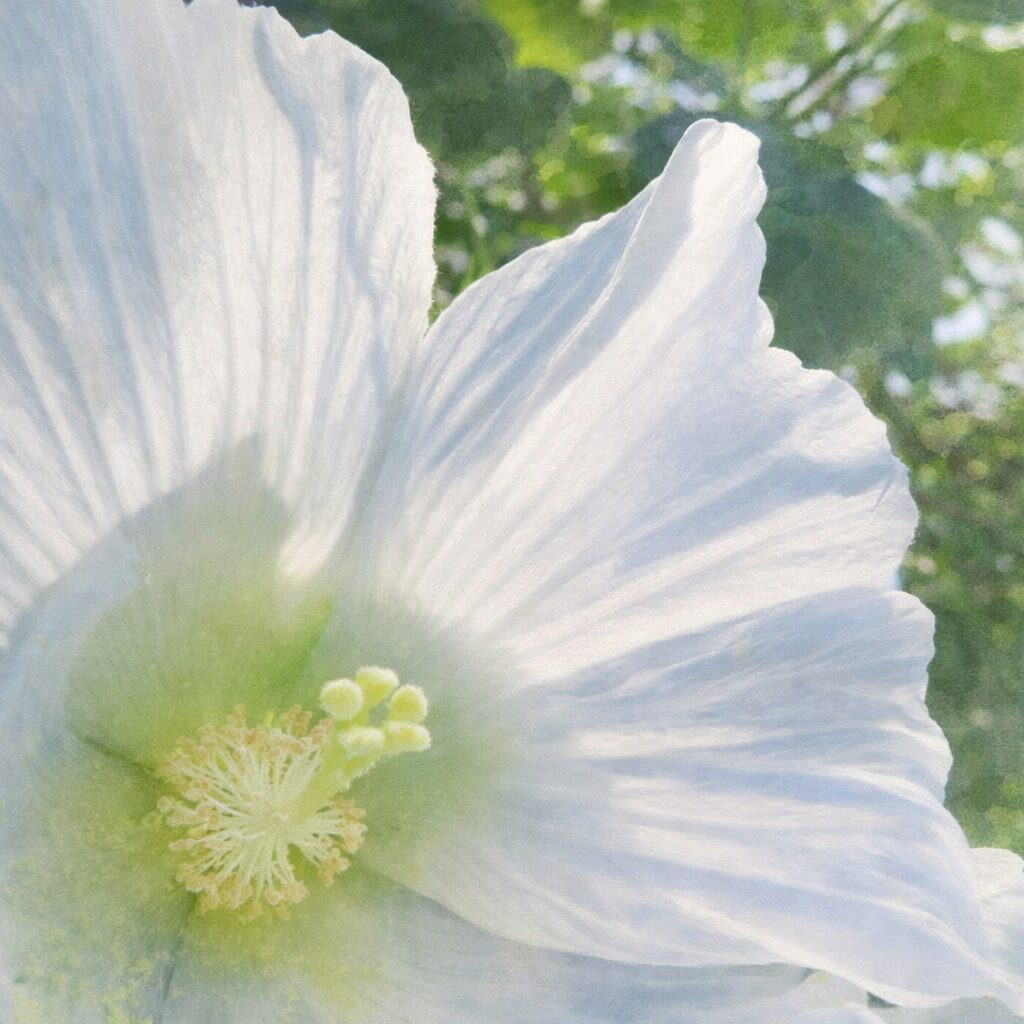 白いフヨウの花を写真構図に忠実に描いた正方形の手描き水彩画風イラストで、光を透かす白い花びらの筋模様と淡い黄緑の花芯、雄しべと雌しべをやさしい質感で表現し、背景の緑をふんわりにじませた絵画的作品