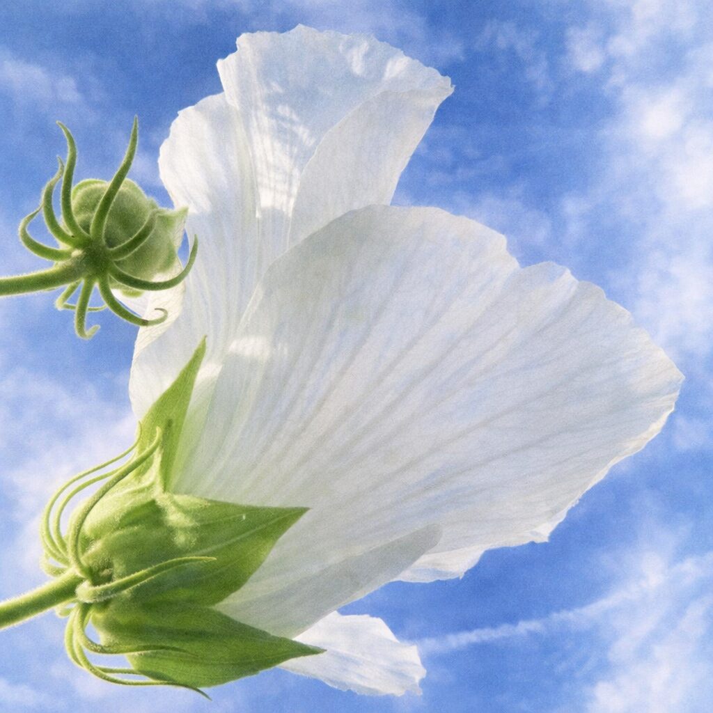 青空を背景に白いフヨウの花を写真構図に忠実に描いた正方形の手描き水彩画風イラストで、光を透かす花びらの質感と放射状の筋、緑の萼とつぼみをやさしい色合いで表現した絵画的作品