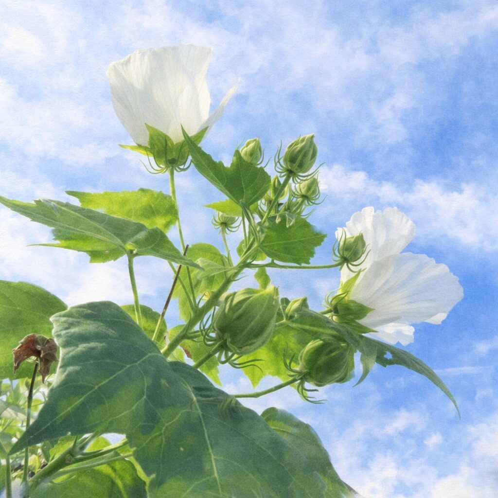 青空を背景に白いフヨウの花と蕾を下から見上げた構図の手描き水彩画。柔らかな筆致で、透け感のある花弁と瑞々しい緑の葉を優しく描いた植物イラスト。
