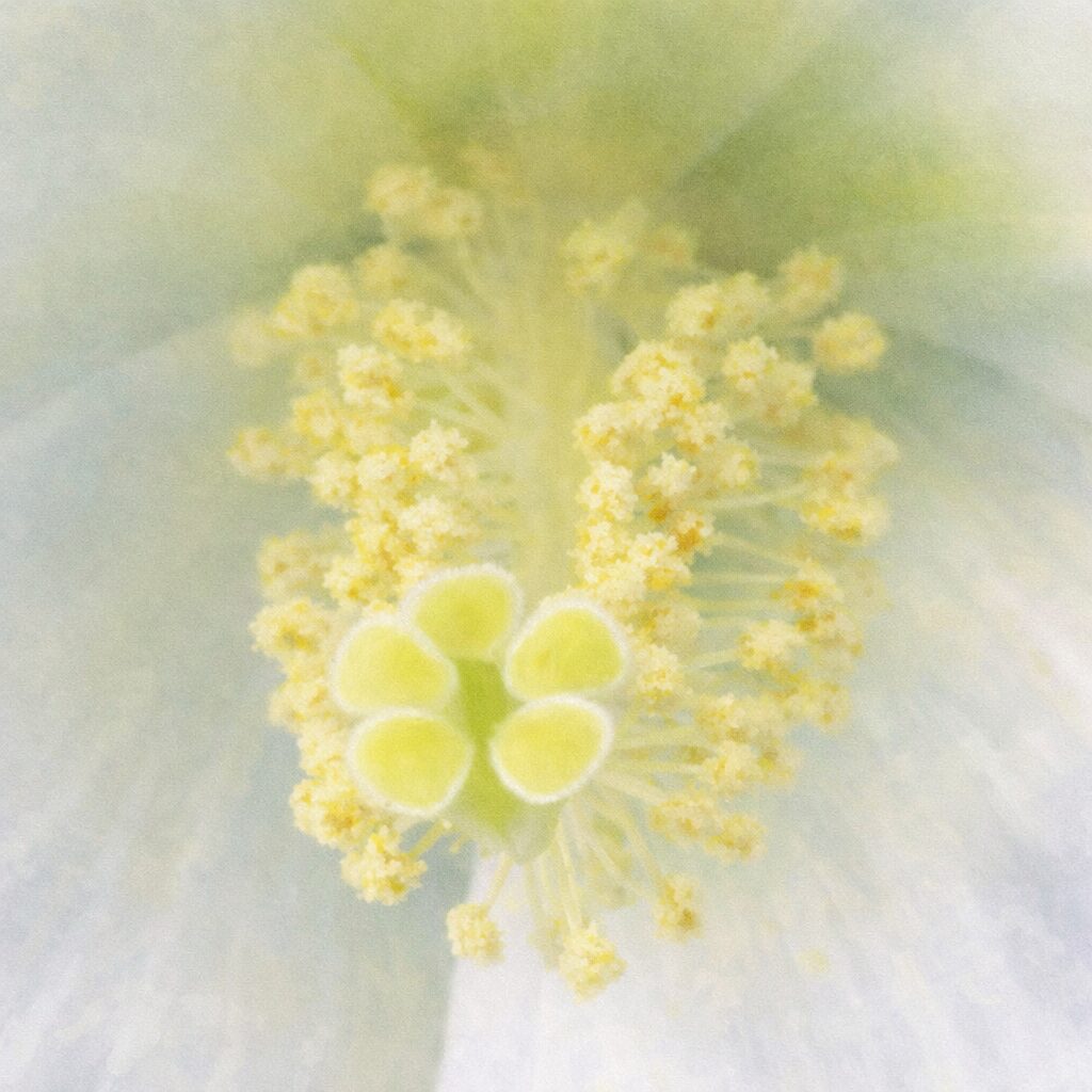 白いフヨウの花芯を写真構図に忠実に描いた正方形の手描き水彩画風イラストで、淡い黄緑の雌しべと粒状の雄しべを中心に、白い花びらがやさしくにじむように表現された絵画的作品