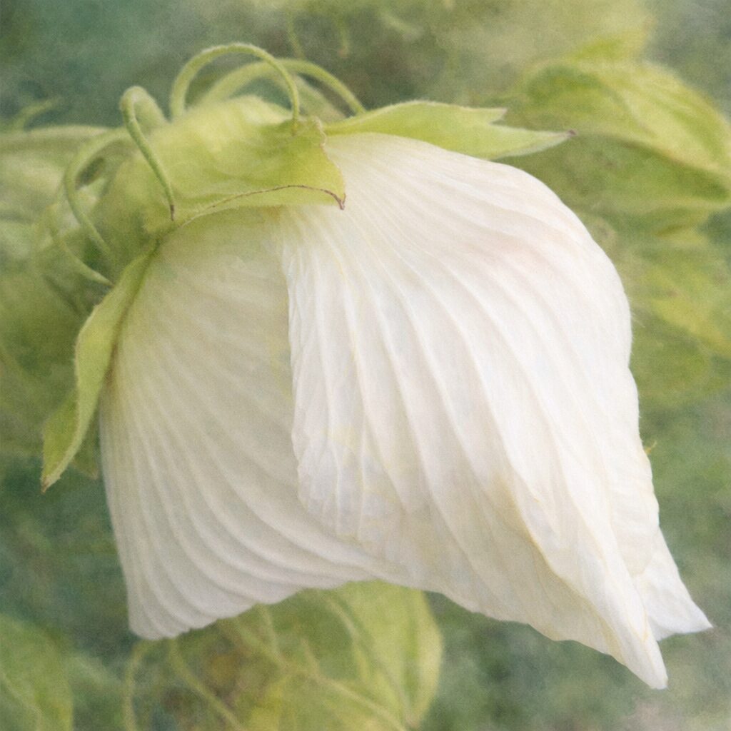 開花前の白いフヨウの花を横向きに描いた手描き水彩画。やわらかな筆致で、重なり合う花弁の繊細な筋と黄緑色の萼の質感を表現した植物イラスト。