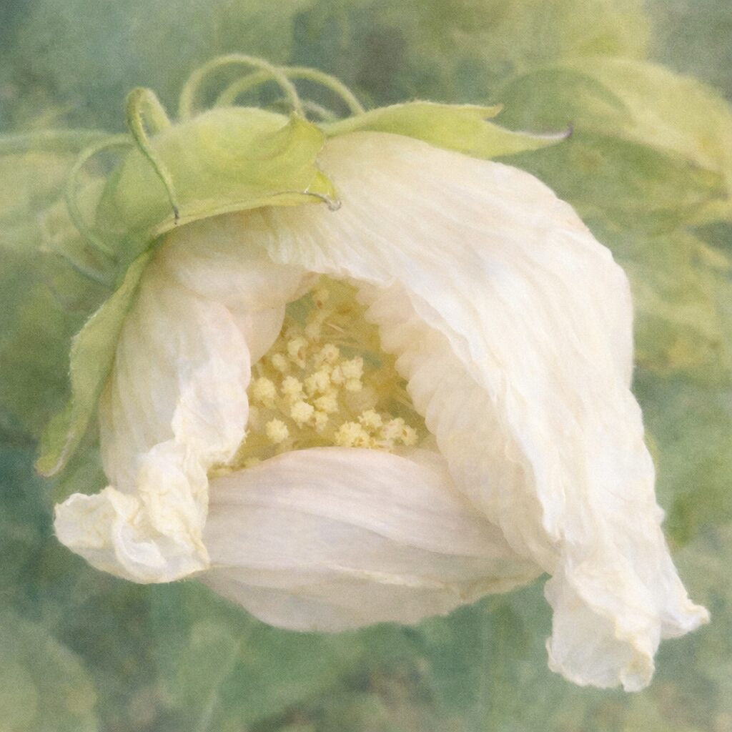 白いフヨウ（芙蓉）の花が半開きでうつむく姿を、淡い緑の萼と柔らかな花弁の重なり、中心の黄色い雄しべまで丁寧に描いた、優しい質感の手描き水彩画イラスト