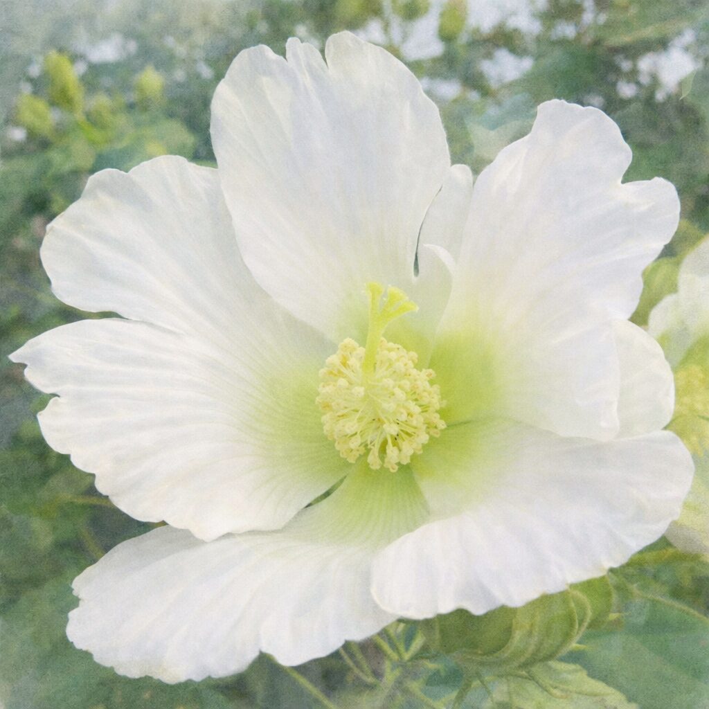 白いフヨウ（芙蓉）の花を写真構図に忠実に描いた正方形の手描き水彩画風イラストで、淡い黄緑の花心と放射状に広がる白い花弁を、ふんわりとした優しい質感で表現した作品