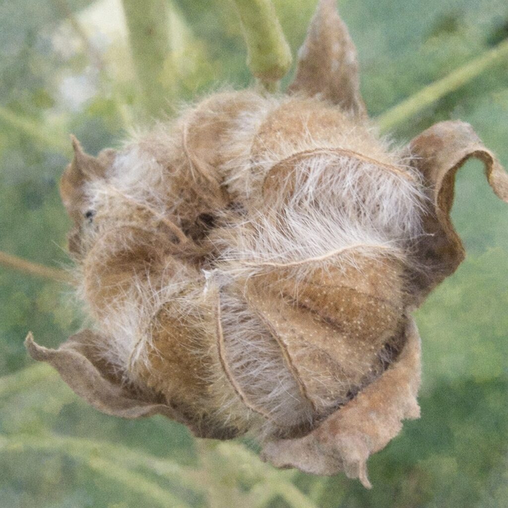 フヨウ（芙蓉）の果実を写真構図に忠実に描いた正方形の手描き水彩画風イラストで、茶色の萼と白い綿毛状の種子の質感を、やさしくふんわりとした筆致で表現した植物イラスト。