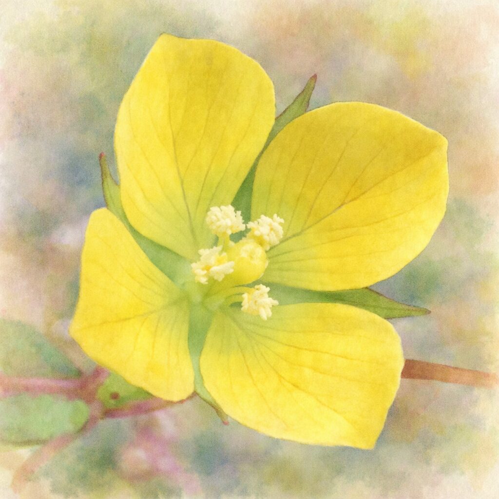 ヒレタゴボウの花を斜め構図で描いた手描き水彩画イラスト｜黄色い4枚の花弁と中心の花粉をふんわりと優しいタッチで表現し、背景を淡くぼかした絵画的な植物アート