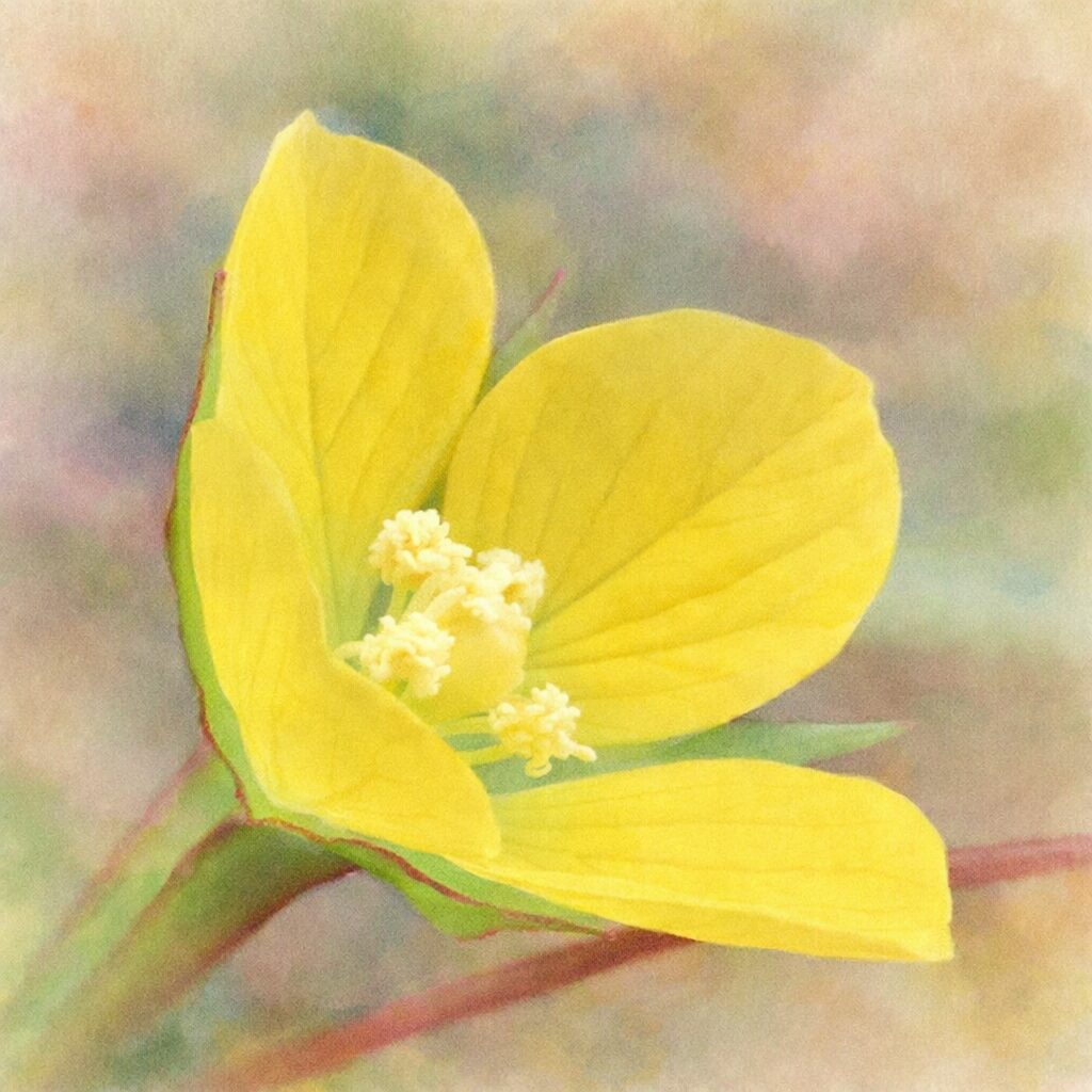 ヒレタゴボウの花を横向き構図で描いた手描き水彩画イラスト｜黄色い花弁が立体的に重なる様子と中心の花粉を、やさしくふんわりとしたタッチで表現した絵画的な植物アート