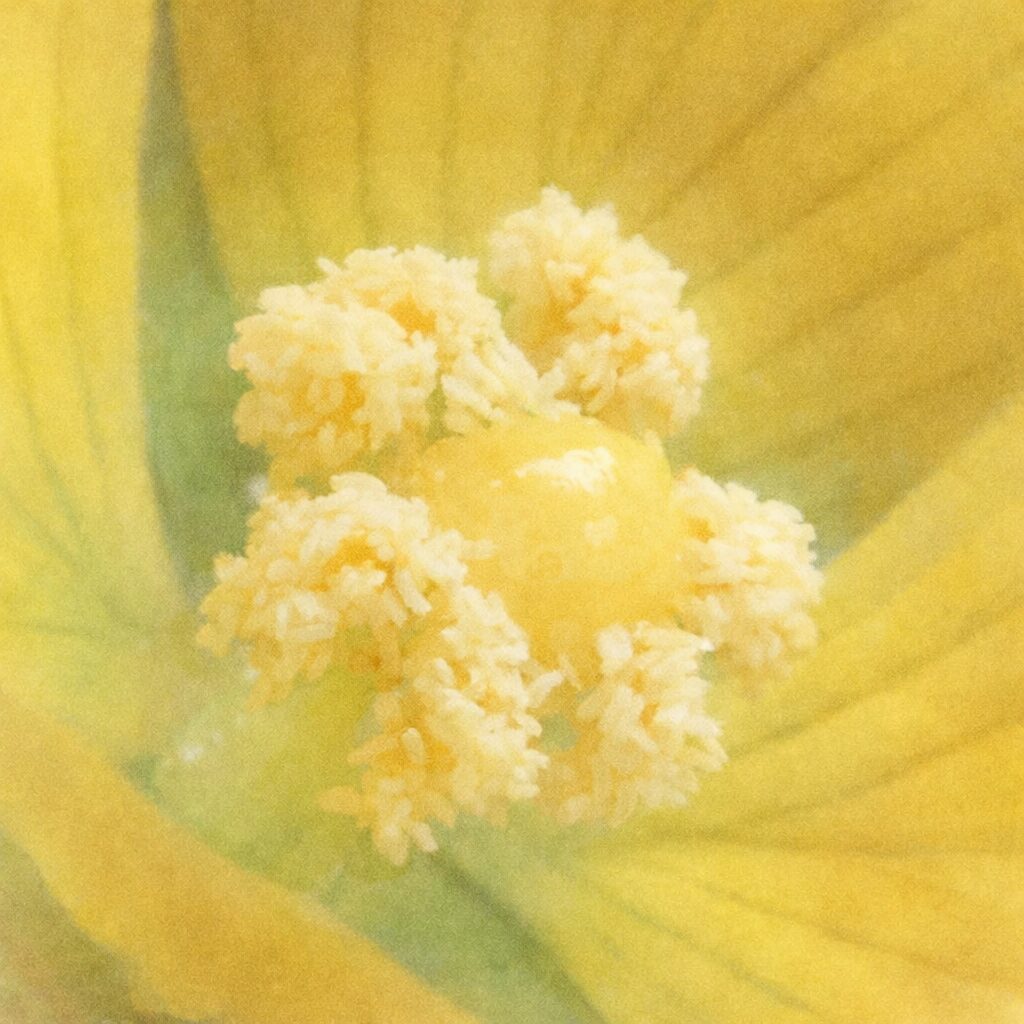 ヒレタゴボウの花の中心を描いた手描き水彩画イラスト｜雌しべと雄しべの質感をやさしくふんわりと表現し、黄色い花弁を淡くぼかした絵画的な植物クローズアップアート