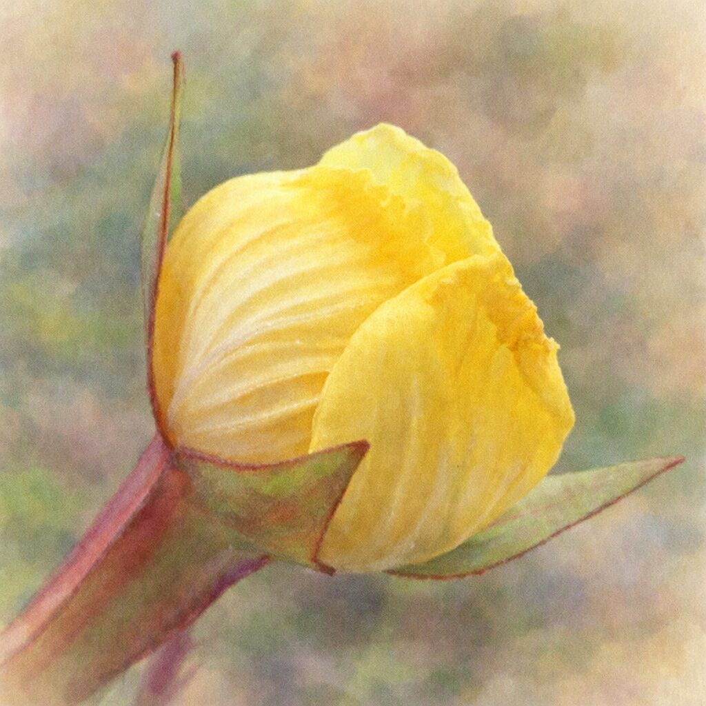 ヒレタゴボウの花のつぼみを描いた手描き水彩画イラスト｜開花直前の黄色い花弁の重なりを、やさしくふんわりとした水彩タッチで表現した絵画的な植物アート