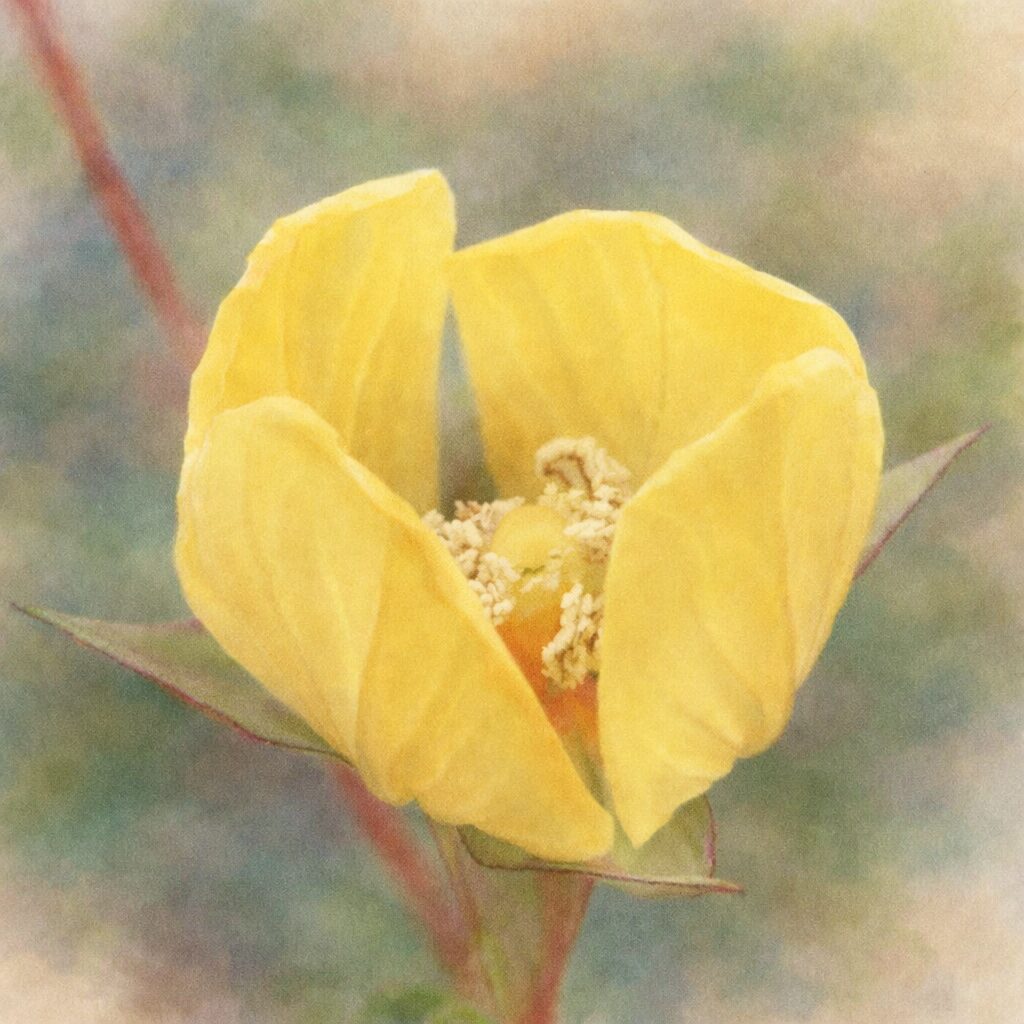 ヒレタゴボウの花を正面構図で描いた手描き水彩画イラスト｜開いた黄色い花弁と中心の花粉をやさしくふんわり表現し、背景を淡くぼかした絵画的で優しい雰囲気の植物アート