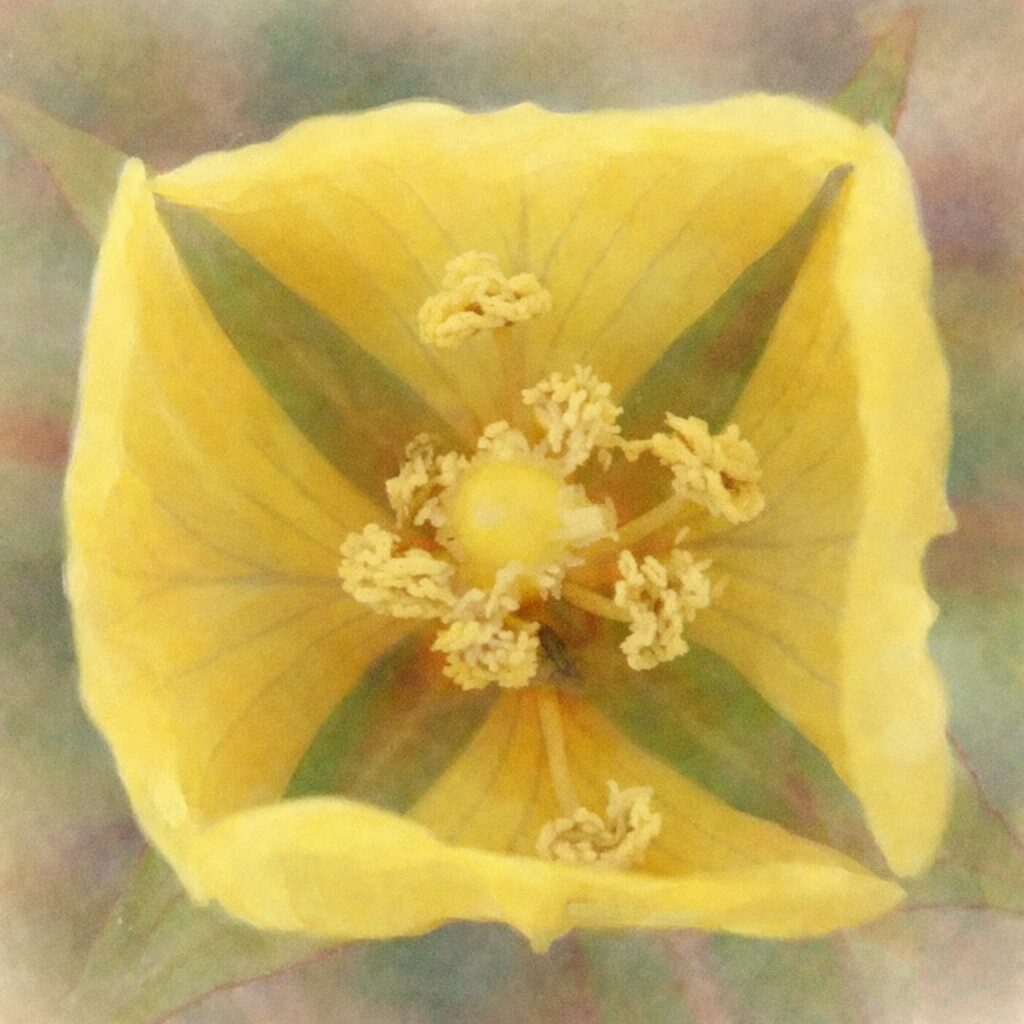 ヒレタゴボウの花を真上構図で描いた手描き水彩画イラスト｜黄色い花弁と中心の雌しべ・雄しべを、やさしくふんわりとした水彩タッチで表現した絵画的な植物クローズアップアート