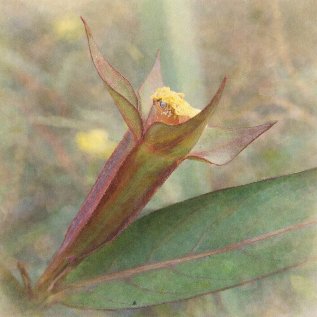 ヒレタゴボウの花後を描いた手描き水彩画イラスト｜赤緑色の子房と尖った萼、先端の黄色い花粉をふんわり優しい水彩タッチで表現した絵画的な植物クローズアップアート