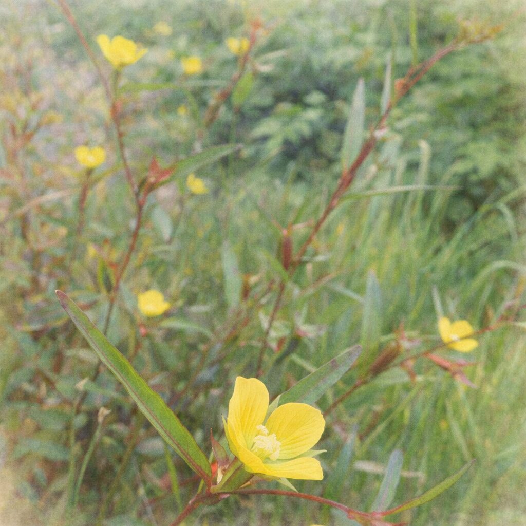 ヒレタゴボウの群生を描いた手描き水彩画イラスト｜草地に点在する黄色い花の中で一輪を主役に、赤い茎と細長い葉をふんわり優しい水彩タッチで表現した絵画的な植物風景アート