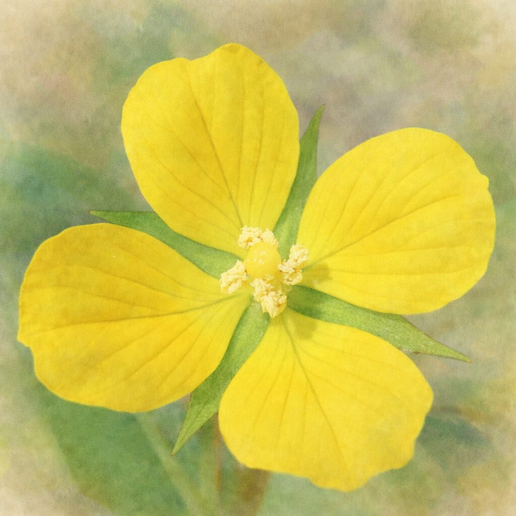 ヒレタゴボウの花を真上構図で描いた手描き水彩画イラスト｜黄色い4枚の花弁と中心の雌しべ・雄しべを、優しくふんわりとした水彩タッチで表現した絵画的な植物クローズアップアート