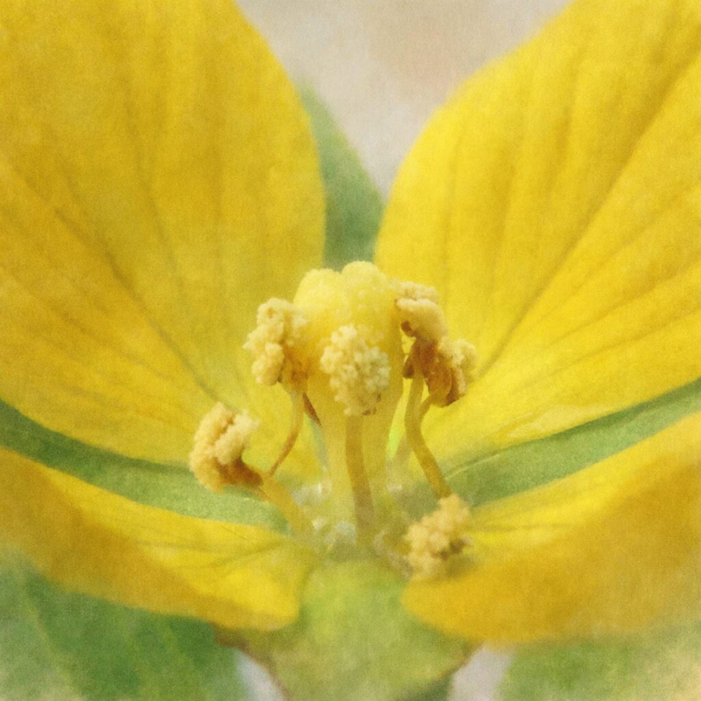 ヒレタゴボウの花の中心を描いた手描き水彩画イラスト｜雌しべと雄しべを主役に、黄色い花弁の柔らかな質感をふんわりと表現した優しい雰囲気の植物クローズアップアート