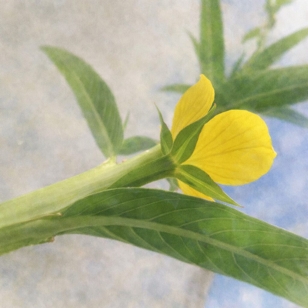 ヒレタゴボウの花を横向き構図で描いた手描き水彩画イラスト｜細長い葉と黄色い花弁の関係を、やさしくふんわりとした水彩タッチで表現した絵画的な植物アート