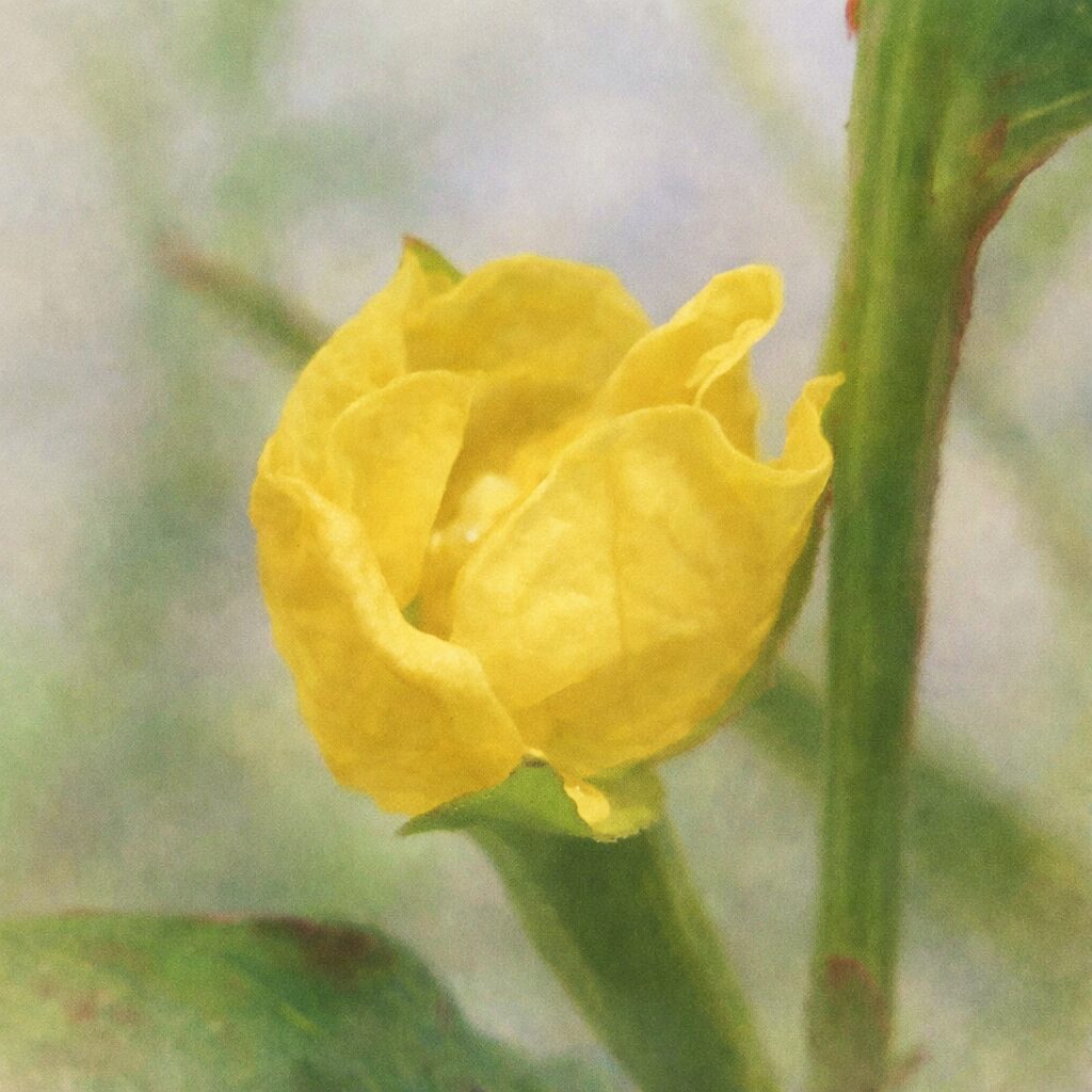 ヒレタゴボウの花のつぼみを描いた手描き水彩画風イラスト｜黄色い花弁がのぞくつぼみを優しい色合いとふんわりした質感で表現