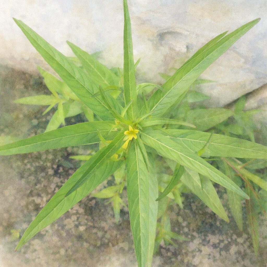 ヒレタゴボウの株姿を上から捉えた、やさしい質感の手描き水彩画イラスト。細長い緑の葉が星状に広がり、中心付近に黄色い花を添えた植物画風の表現