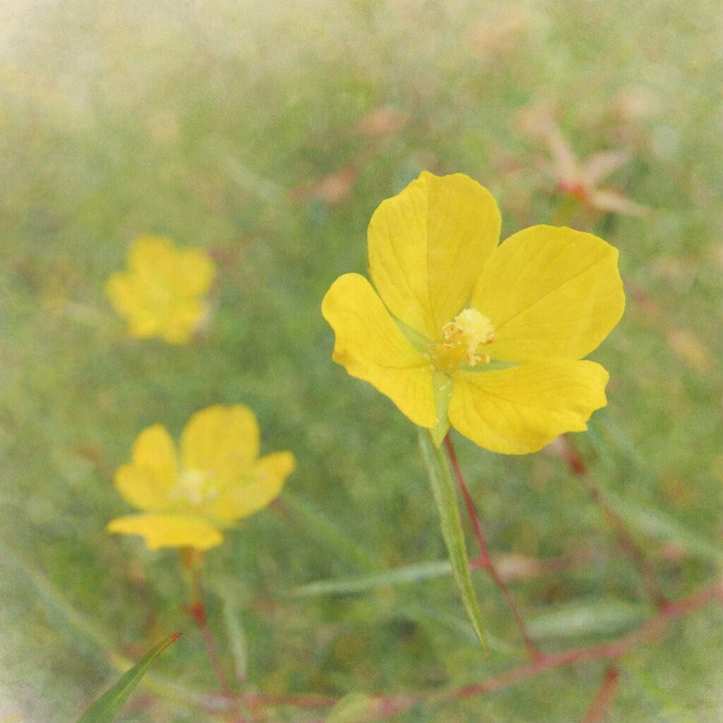 ヒレタゴボウの黄色い花を描いた手描き水彩画風イラスト｜前景の一輪をやさしく強調し、背景に淡くぼけた花々を配した、ふんわりとした正方形構図の植物画