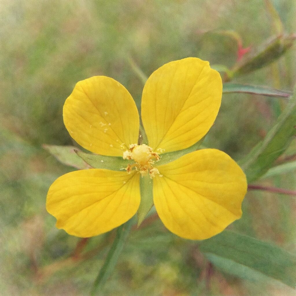 ヒレタゴボウの黄色い花を描いた手描き水彩画風イラスト｜4枚の花弁と中心部をやさしく描写し、淡いにじみと柔らかな色合いで表現した正方形の植物イラスト