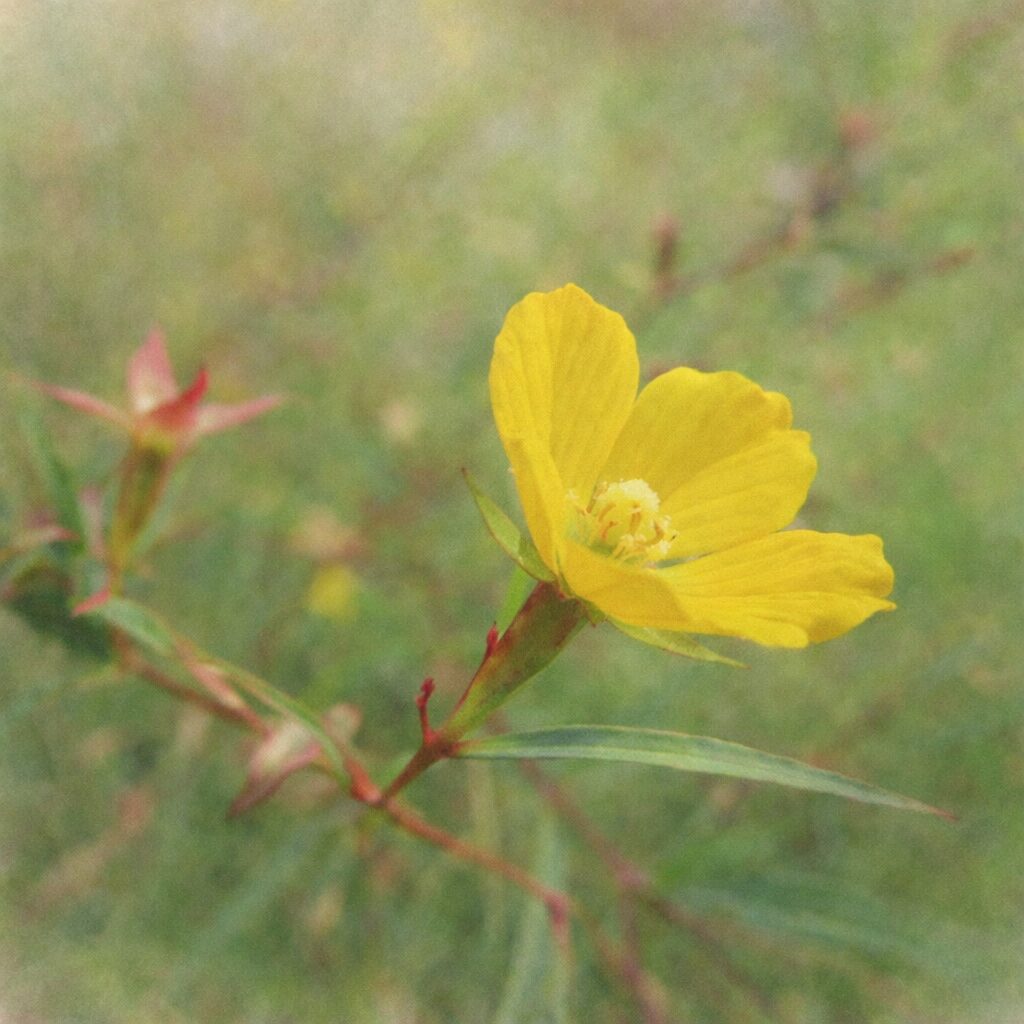 ヒレタゴボウの黄色い花を横向き構図で描いた、優しい質感の手描き水彩画風イラスト。細い茎と線形の葉、淡いにじみ表現で自然な雰囲気を表現したボタニカルアート