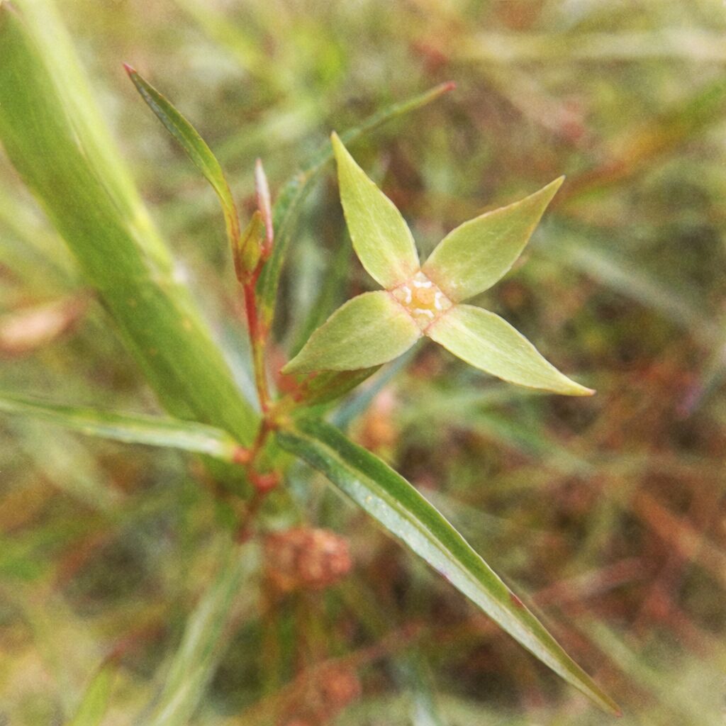 ヒレタゴボウの若い果実と星形の萼を描いた手描き水彩画風イラスト。細い葉と茎をやさしい色合いと淡いにじみで表現した、正方形構図のボタニカルアート。
