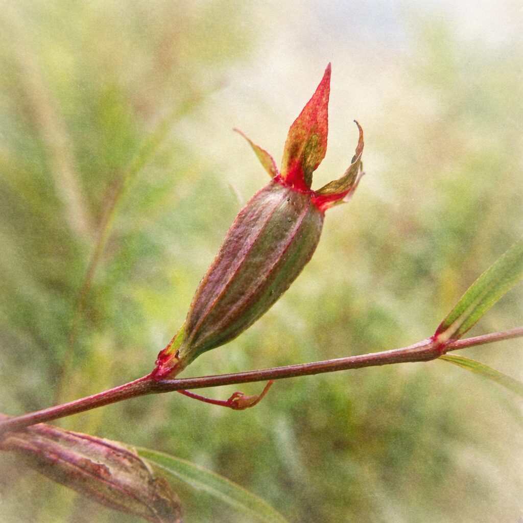 ヒレタゴボウの成熟した果実を描いた手描き水彩画風イラスト。赤褐色の果実と細い茎、先端の萼をやさしい筆致と淡いにじみで表現した正方形のボタニカルアート。