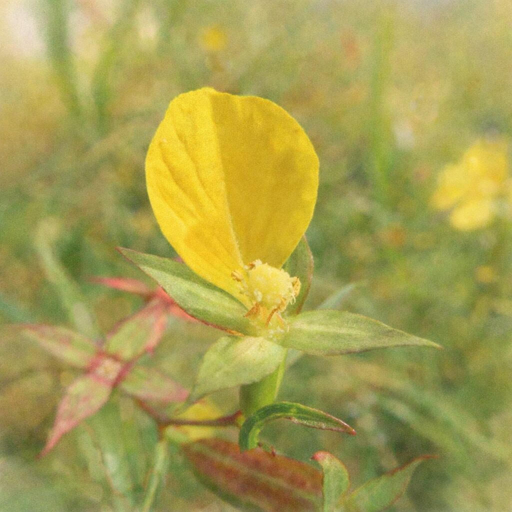 ヒレタゴボウの黄色い花を正面構図で描いた手描き水彩画風イラスト｜花弁1枚を主役に、雄しべと萼をやさしいにじみと淡色で表現した正方形ボタニカルアート