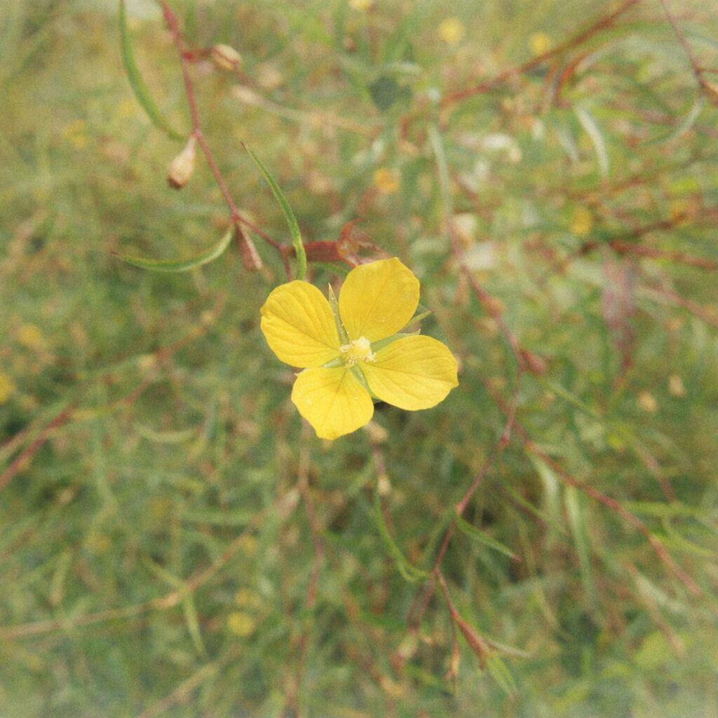 ヒレタゴボウの黄色い花を俯瞰構図で描いた手描き水彩画風イラスト。細い茎と繊細な葉の流れを淡いにじみで表現し、花を中央に配した正方形のボタニカルアート。